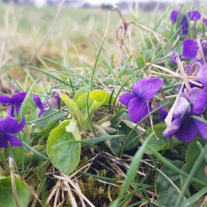 Mehr über den Artikel erfahren Horch – von fern ein leiser Harfenton!