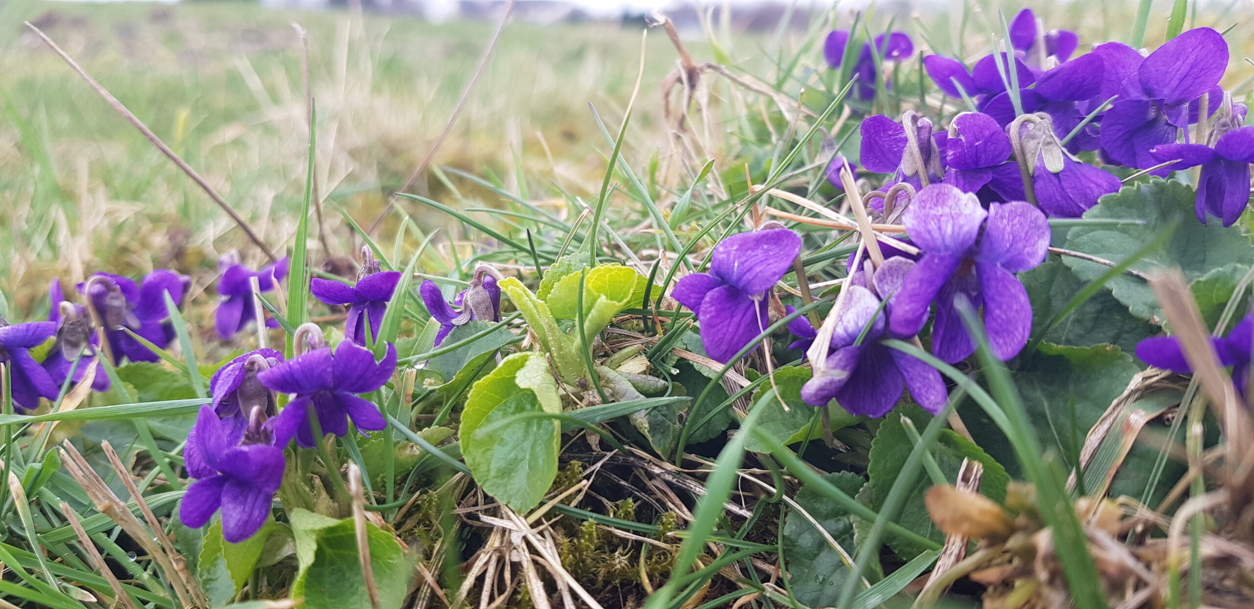 Du betrachtest gerade Horch – von fern ein leiser Harfenton!